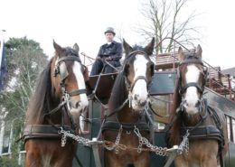Paardentram tijdens een leuk personeelsuitje in Gelderland
