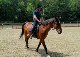 Paardrijden tijdens een bedrijfsuitje in Gelderland